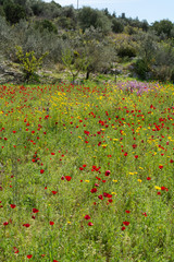 Spring colorful floral background with wild and red poppy flowers