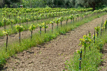 Rows of wine grape plants in vineyard in spring