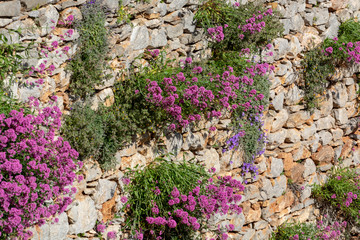 Spring colorful floral background with wild flowers on old castle wall