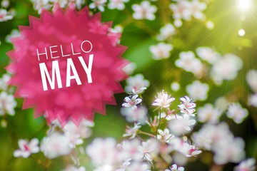 Banner Hello May. Greeting the new month. Picture with flowers. Text on a background of flowers. Hi spring.