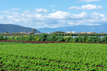 Fototapeta na wymiar Farm field with rows of young sprouts of green salad lettuce growing outside under greek sun.