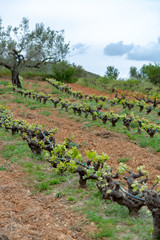Fototapeta na wymiar Old trunks and young green shoots of wine grape plants in rows in vineyard in spring