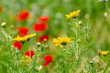 Spring colorful floral background with wild and red poppy flowers