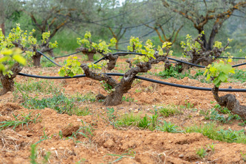 Old trunks and young green shoots of wine grape plants in rows in vineyard in spring