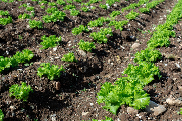 Farm field with rows of young sprouts of green salad lettuce growing outside under greek sun.