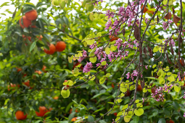 Spring pink blossom of judas tree Cercis siliquastrum and orange trees with new harvest of oranges