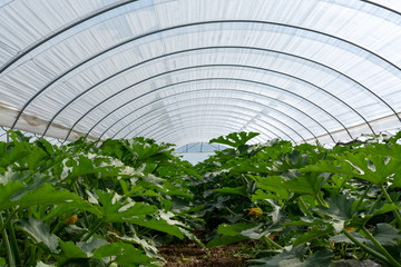 Young plants of rijpende courgette zucchini vegetables growing in greenhouse close up