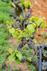 Old trunks and young green shoots of wine grape plants in rows in vineyard in spring