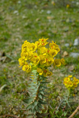 Spring colorful floral background with yellow wild mountain flowers