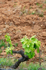 Old trunks and young green shoots of wine grape plants in rows in vineyard in spring