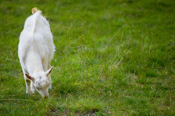 Naklejka na ściany i meble One white goat standing on green grass with blurred background