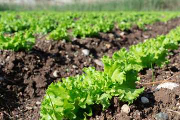 Farm field with rows of young sprouts of green salad lettuce growing outside under greek sun.