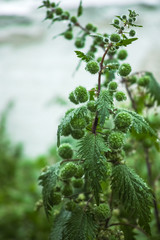 Urtica pilulifera or Roman nettle green plant flowering with small balls in spring season