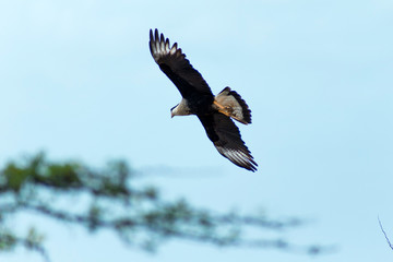 Fototapeta premium Gavilán volando