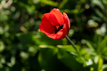 rote Tulpe von oben