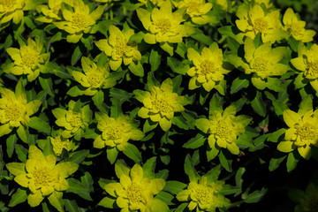 Close-up of yellow-green flowers in the spring garden