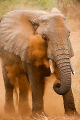 Dust cloud from Tanzania elephant lik powder make-up