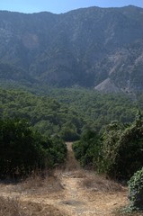 Mountain landscape, path leading to the mountains and bushes.