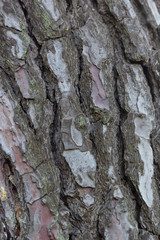 Tree bark texture for composites