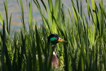 duck in the pond behind the grass