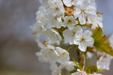 Blooming apple tree in springtime