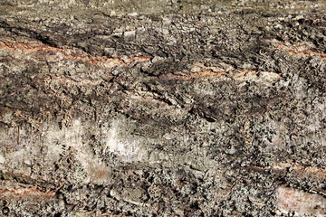 Horizontal birch bark close up - texture for background