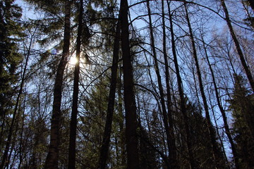 Forest landscape, the sun shines through the tree trunks