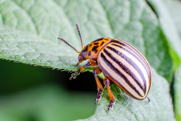 Colorado potato beetle eats green potato leaves