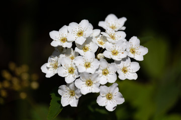 White flowers on a branch  in a macro image with high resolution