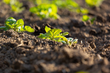 Growth of agricultural crop on the worked soil