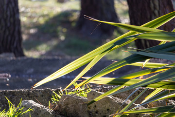 Some leaves by the pond