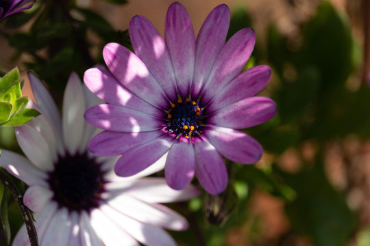 Purple flower with pronounced shadows