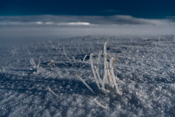 Frozen grass in Iceland winter in snow desert