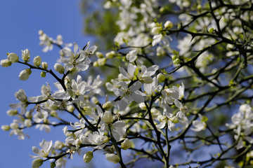 Flowering of trifoliate orange, poncirus trifoliata, citrus trifoliata in the spring garden