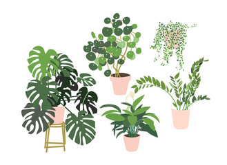 potted plants collection. succulents and house plants. hand drawn vector art.  Set of house indoor plant vector cartoon doodle. - obrazy, fototapety, plakaty