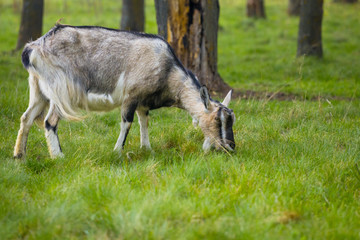 One brown goat standing on green grass with blurred trees in background