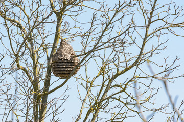 nest of asian wasps