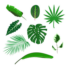 Set of tropical leaves on white background. Flat design vector illustration.