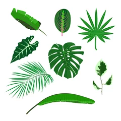 Papier Peint photo Feuilles tropicales Ensemble de feuilles tropicales sur fond blanc. Illustration vectorielle design plat.