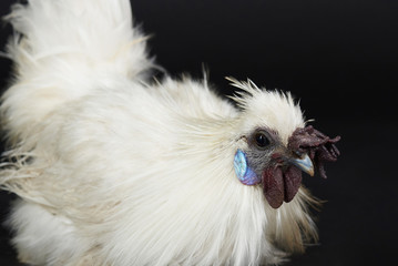 White animal cock