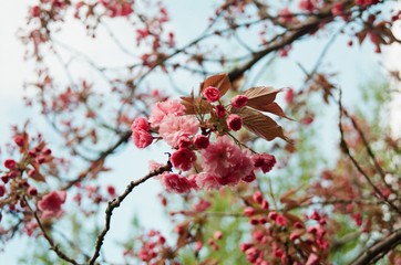 Plum blossoms against the sky