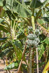 unripe green bananas on bunch in the tree