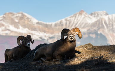 Bighorn rams