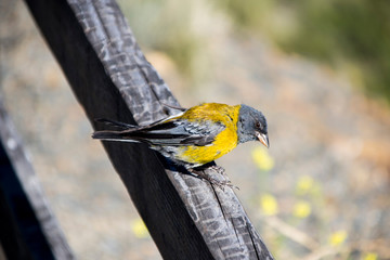little bird on a branch