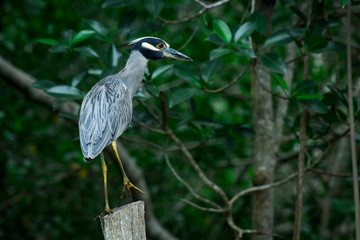 Garza parada