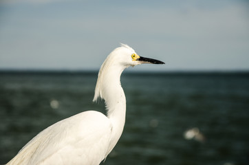 egret on the sun