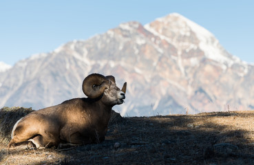 Bighorn rams