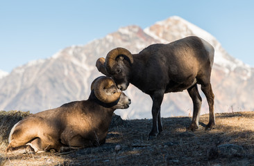 Bighorn rams