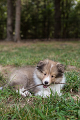 Sheltie Chewing Stick