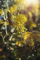 sun and yellow rapeseed field